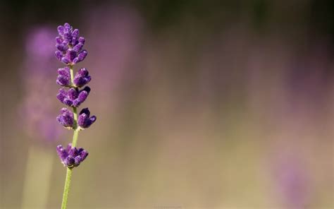 Hd Lavender Flower Backgrounds Pixelstalknet