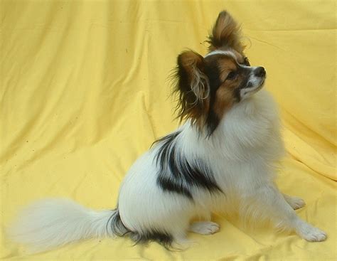 Only guaranteed quality, healthy puppies. AKC Papillon Puppies with available Stud Service in ...