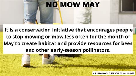 No Mow May Sustainable Lifestyle Challenge