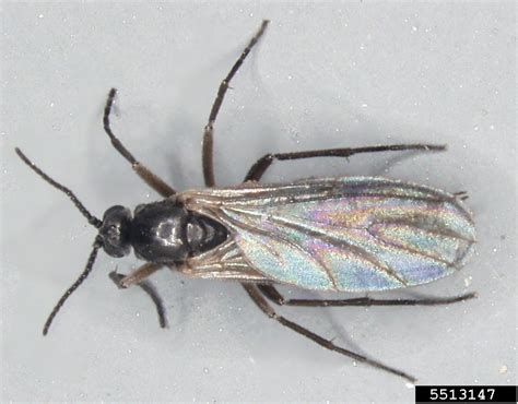 Chinese Chive Maggot Bradysia Odoriphaga Diptera Sciaridae 5513147
