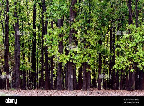 Sal Trees Hi Res Stock Photography And Images Alamy