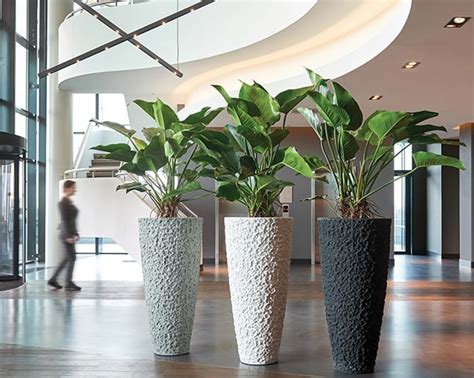 Office Plants London Office Plants Plant Displays And Indoor Plants