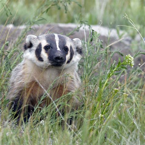 American Badger Facts Diet Habitat And Pictures On