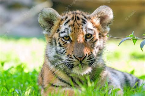 Premium Photo Portrait Of A Royal Bengal Tiger Alert And Staring At