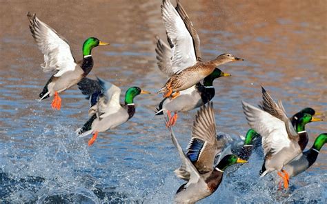 The Importance Of Fundraising How Delta Waterfowl Banquets Support