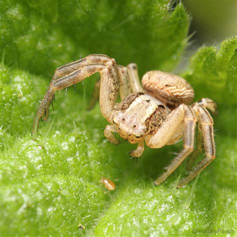 Female Common Crab Spider Xysticus Cristatus Looking Rather Hungry