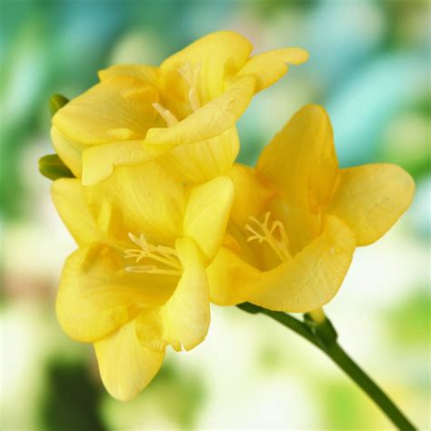 Happy Yellow Single Freesia Bulbs For Sale Online Fragrant Easy