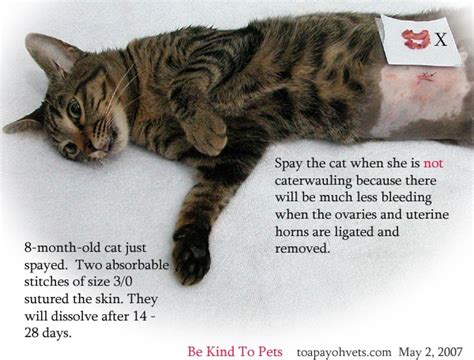 Spaying services can cost anywhere from $35 to $300 dollars. 20070406About Toa Payoh Vets Singapore Toa Payoh ...