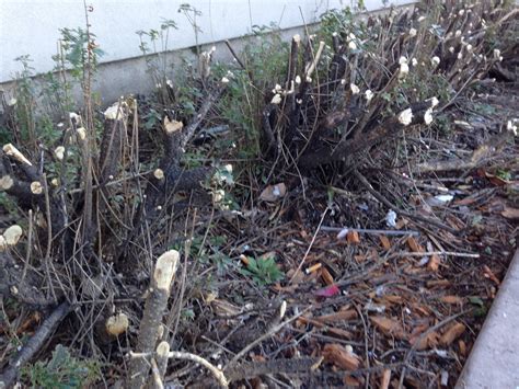 Check spelling or type a new query. Colorado Garden Punch List : Winter Pruning Punch List