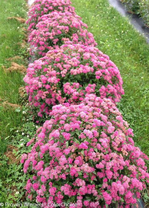 Double Play Pink Spirea Spiraea Japonica Proven Winners