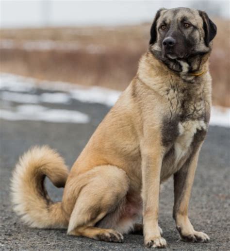 Anatolian Shepherd Dog Breed Information Images Characteristics Health