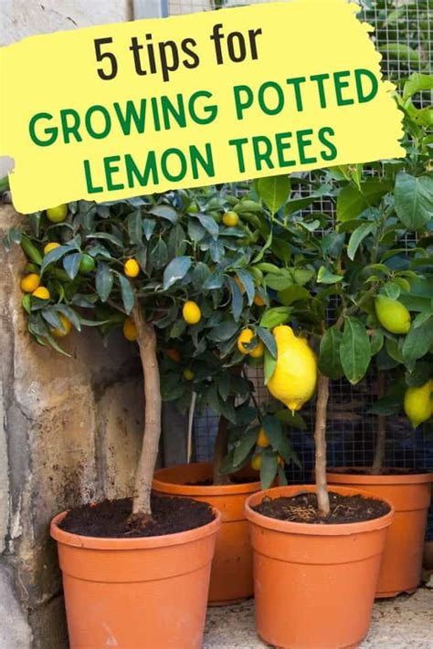 5 Tips For Growing Potted Lemons On Plant A Lemon Tree Day May 21st