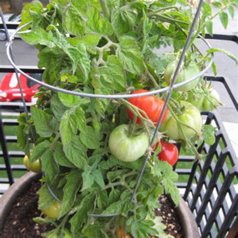 Tomato Garden Seeds Patio Hybrid 100 Seeds Non Gmo Vegetable