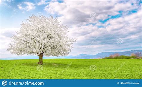 Panorama With Single Cherry Tree On Meadow Stock Image Image Of Blue