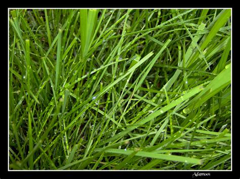 Piece Of Grass By Adamoos On Deviantart