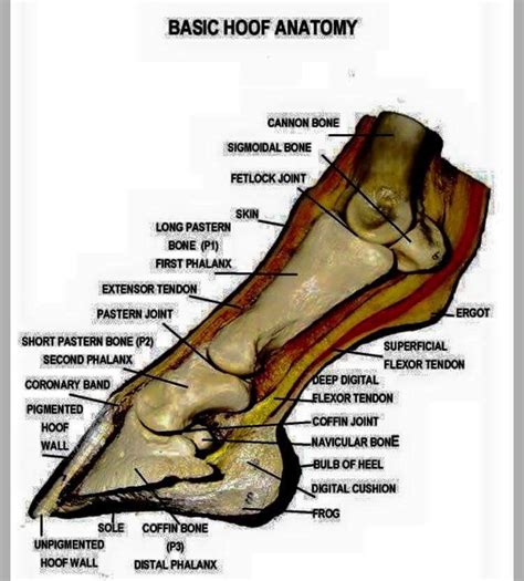 The achilles tendon is the largest tendon in your body. Pin by Lehnis Williams on Equine | Horse anatomy, Horse ...