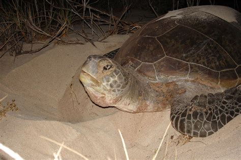 Witness The Magic Of Sea Turtle Nesting And Hatching Travel Intense
