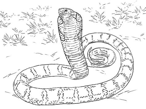 Realistic King Cobra Coloring Page Snake Coloring Coloringnori