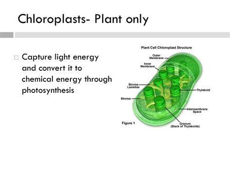 Check spelling or type a new query. PPT - Cell Structure and Function PowerPoint Presentation ...