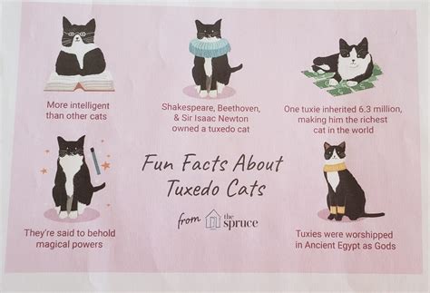 Fun Facts About Tuxedo Cats — Satchels Last Resort
