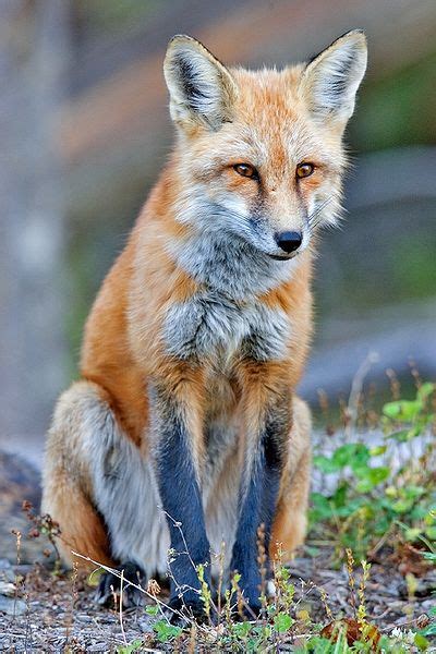 Zoology Red Fox With Blue Legs Biology Stack Exchange