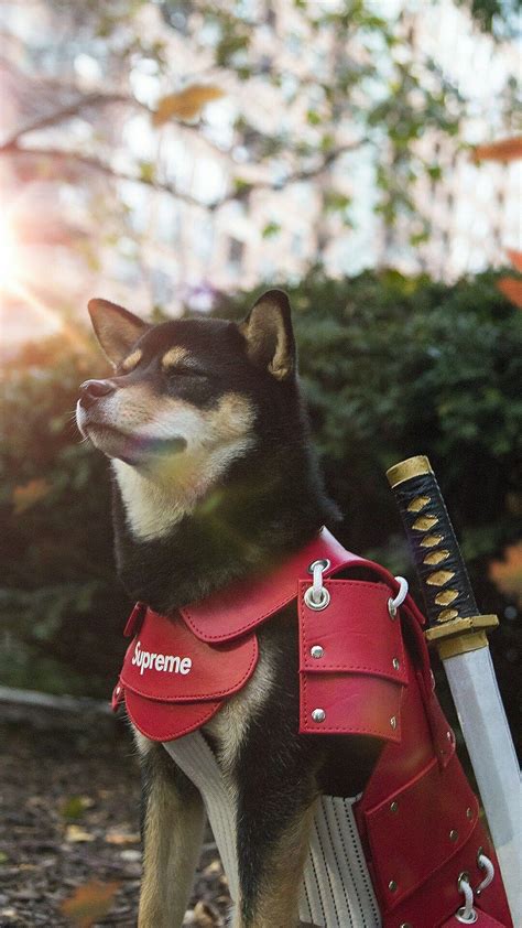 Samurai Doge Wallpapers Top Free Samurai Doge Backgrounds