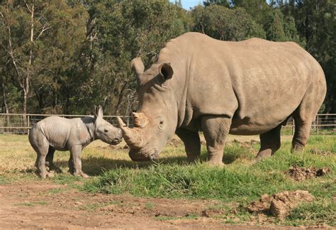 Remarkable White Rhino Birth At Taronga Western Plains Zoo