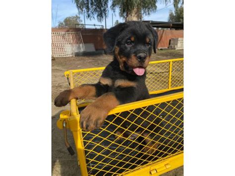 World class rottweiler breeder offers rottweilers for sale with huge heads & size! 8 weeks old German Rottweiler puppies for sale in ...