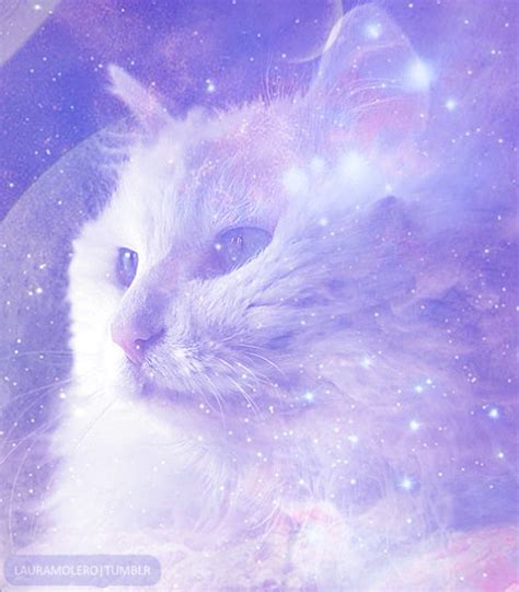 Galaxy Cat On Tumblr