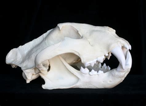 Siberiantigerskullreplica21500sized 640×464 Tiger Skull