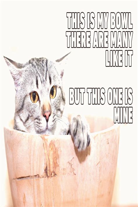 Grumpy Cat Memes Funny Clean S Cats Funny Cat Memes Memes S Hot