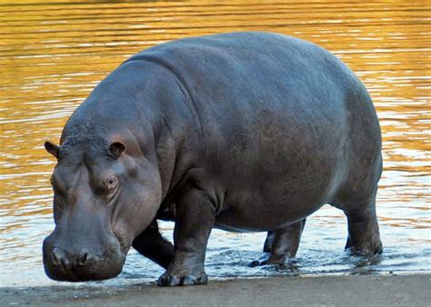 Hipopótamo Hipopótamo Fotos De Animales Salvajes Animales De Africa