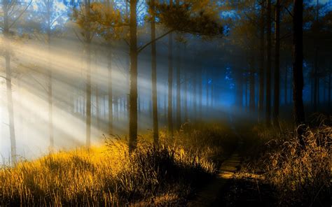 1920x1200 Nature Landscape Sun Rays Forest Path Sunrise Trees Sunlight Grass Mist Wallpaper