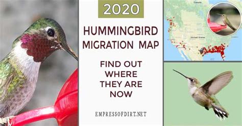 2020 Hummingbird Migration Map Find Out When To Expect Them Empress