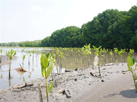 Karang Taruna Muara Gembong Tanam 600 Ribu Batang Mangrove Tagar