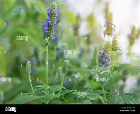 Salvia Hispanica Flowers Known As Chia A Healthy Food Plant With