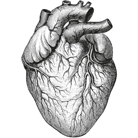 Anatomical Drawing Heart 25 Heart Anatomy Drawing Human Heart Drawing