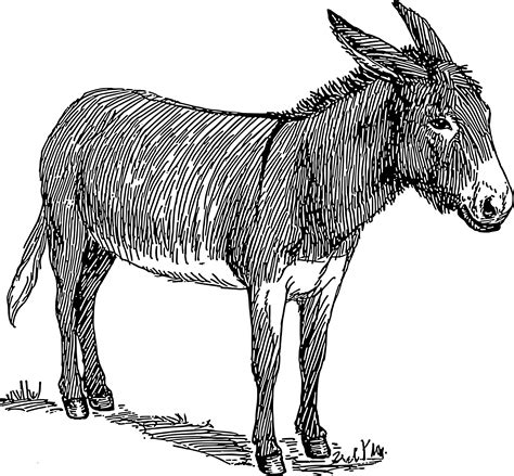 My name is nadia coolrista. Clipart - donkey