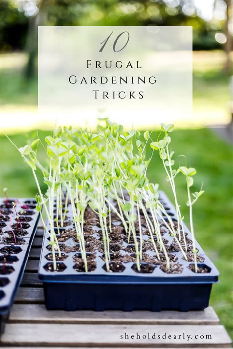 10 Frugal Gardening Tricks She Holds Dearly In 2020
