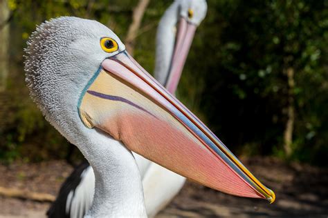 Pelican Colours Healesville Birds In Backyards