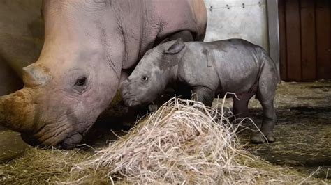North Carolina Zoo Celebrates Birth Of Baby Rhino Abc11