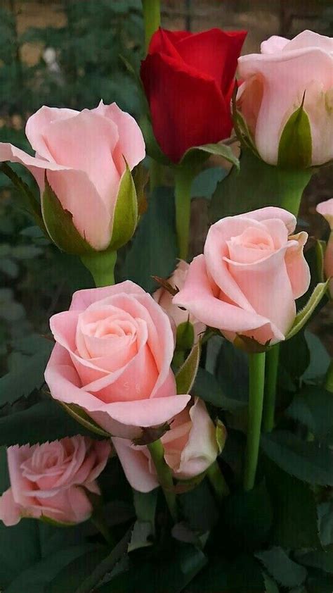 Darrell Carole Flores Exóticas Rosas Bonitas Flores Bonitas