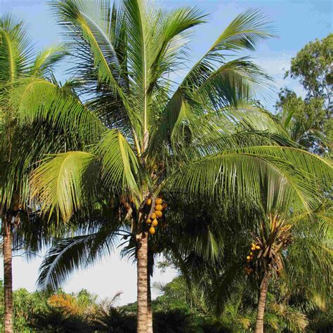 Coconut Palm Cocos Nucifera Tooth Mountain Nursery
