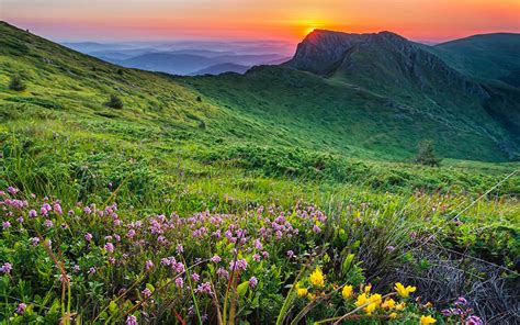 Landscape Mountain Meadow With Flowers And Green Grass Rocky Mountain