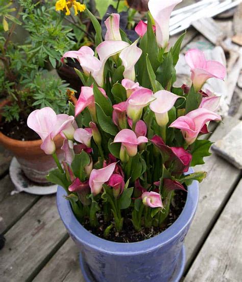 How To Store Calla And Canna Lilies Garden Making