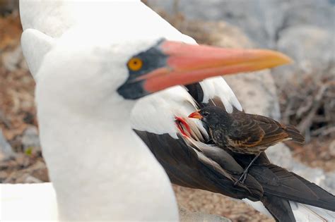 Thanksgiving cacti exist—and yes, they're different from christmas cacti. The Vampire Birds of the Galápagos Have Fascinating Inner ...