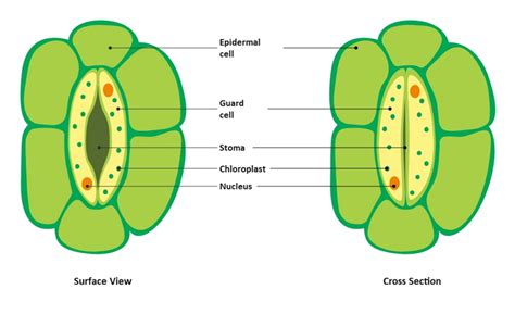 A Guide To Understand Stomata With Diagram Edrawmax Online