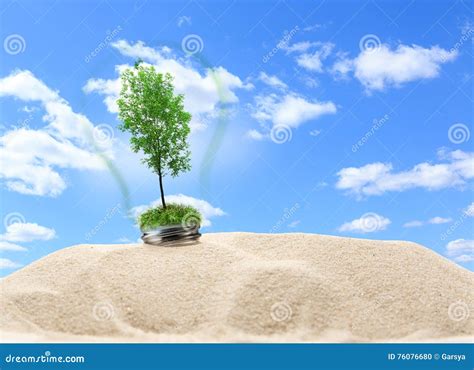 Green Ash Tree Inside Lamp In Sand Stock Photo Image Of Desert