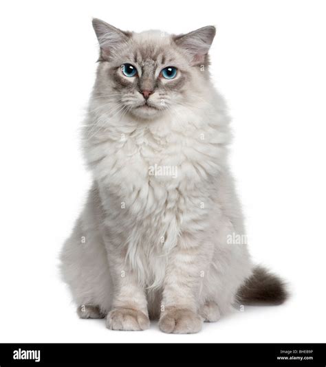 Ragdoll Cat 6 Months Old Sitting In Front Of A White Background Stock