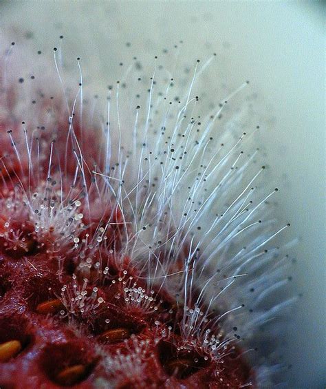 Maybe you would like to learn more about one of these? Mold on Strawberry | Microscopic photography, Stuffed ...